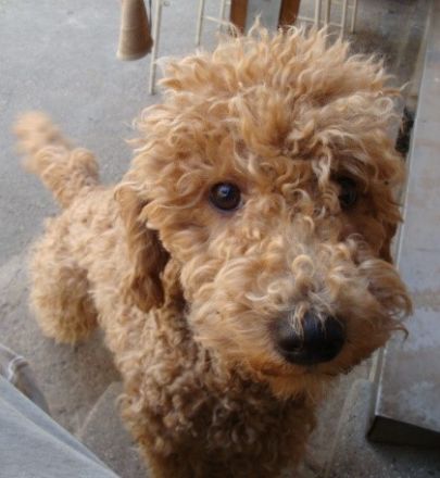 Aussiedoodle-Junghunde: ein echter Joker ... und sooo süß!