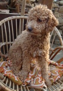 Süß, blond und clever: Aussiedoodle-Junghündin sucht liebevolles neues Zuhause