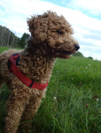 Aussiedoodle-Junghunde: ein echter Joker ... und sooo süß!