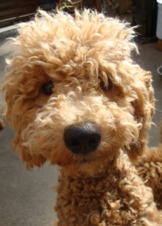 Aussiedoodle-Junghunde: ein echter Joker ... und sooo süß!