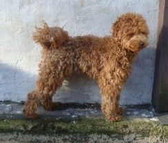Süß, blond und clever: Aussiedoodle-Junghündin sucht liebevolles neues Zuhause