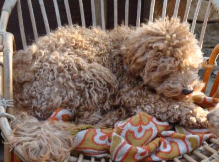 Süß, blond und clever: Aussiedoodle-Junghündin sucht liebevolles neues Zuhause
