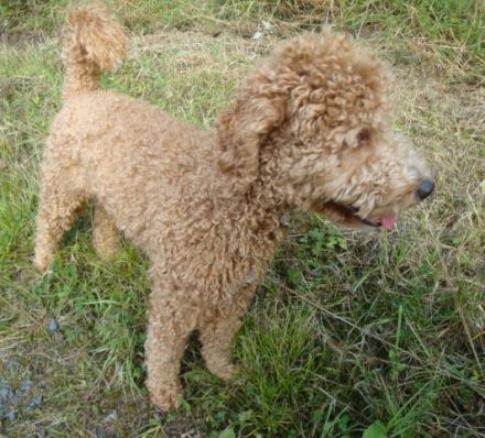 Aussiedoodle-Junghunde: ein echter Joker ... und sooo süß!