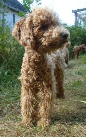 Aussiedoodle-Junghunde: ein echter Joker ... und sooo süß!