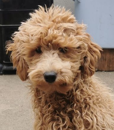 Aussiedoodle-Junghunde: ein echter Joker ... und sooo süß!