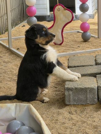 Wir erwarten Australian Shepherd Welpen in allen Farben aus Showlinie