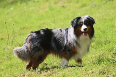 Wir erwarten Australian Shepherd Welpen in allen Farben aus Showlinie