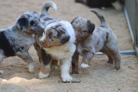 Wir erwarten Australian Shepherd Welpen in allen Farben aus Showlinie