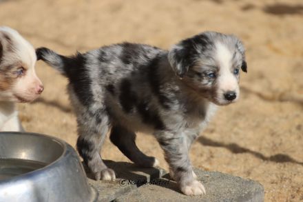 Wir erwarten Australian Shepherd Welpen in allen Farben aus Showlinie
