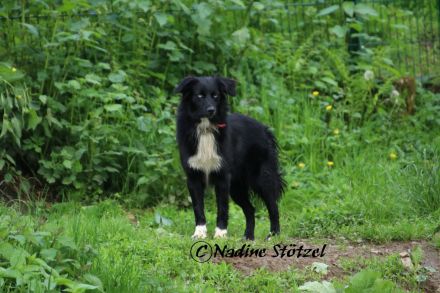 Wir erwarten Australian Shepherd Welpen in allen Farben aus Showlinie