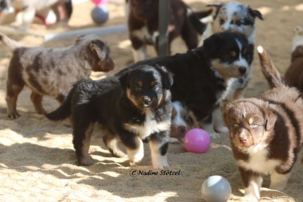Wir erwarten Australian Shepherd Welpen in allen Farben aus Showlinie