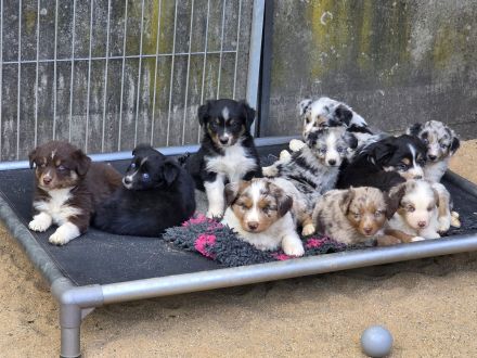 Wir erwarten Australian Shepherd Welpen in allen Farben aus Showlinie