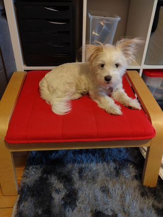 Chihuahua terrier Mix