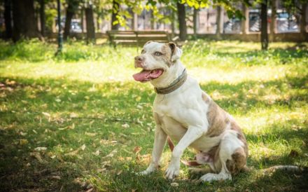 Torgan möchte endlich ankommen (außerhalb von DE)