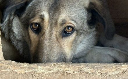 Liebevolles Zuhause für schüchterne Lavinia