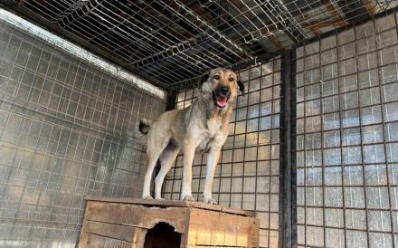 Liebevolles Zuhause für schüchterne Lavinia