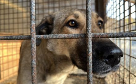 Liebevolles Zuhause für schüchterne Lavinia