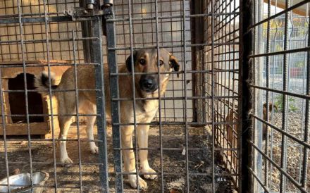 Liebevolles Zuhause für schüchterne Lavinia