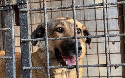 Liebevolles Zuhause für schüchterne Lavinia