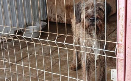 Liebenswerter Zottel Mushu sucht Zuhause