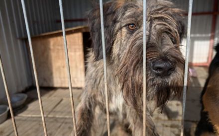 Liebenswerter Zottel Mushu sucht Zuhause
