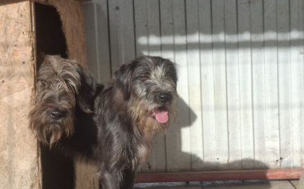 Liebenswerter Zottel Mushu sucht Zuhause