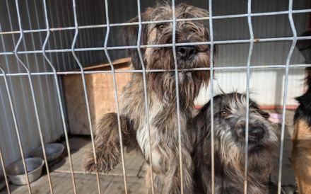 Liebenswerter Zottel Mushu sucht Zuhause