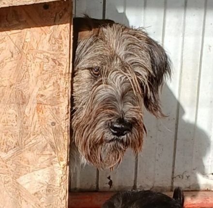 Liebenswerter Zottel Mushu sucht Zuhause