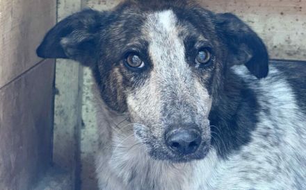 Schutzzone für schüchterne Velia gesucht