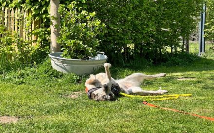 Zuhause für die schöne Velia gesucht