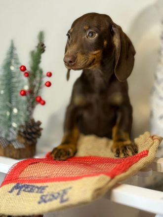 Wunderschöne Zwergdackel Dackel Welpen