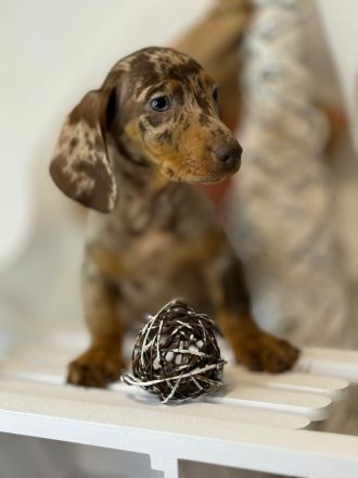 Wunderschöne Zwergdackel Dackel Welpen