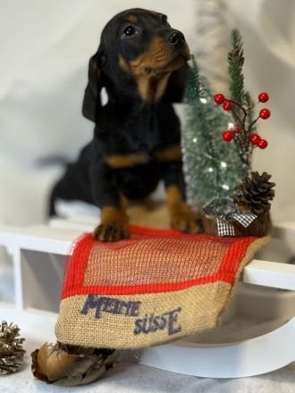 Wunderschöne Zwergdackel Dackel Welpen