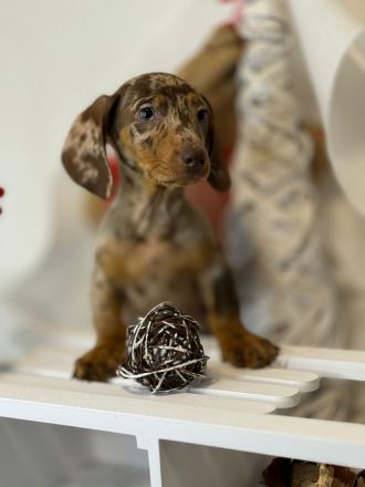 Wunderschöne Zwergdackel Dackel Welpen