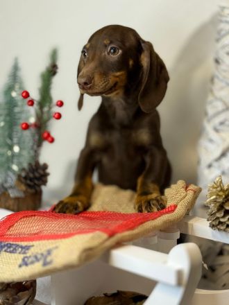 Wunderschöne Zwergdackel Dackel Welpen
