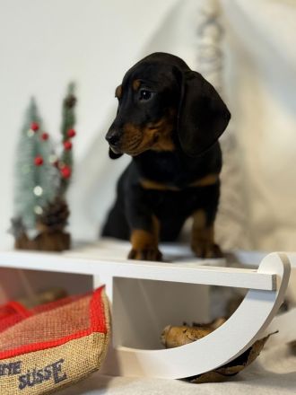 Wunderschöne Zwergdackel Dackel Welpen