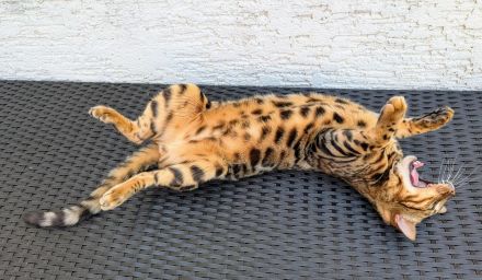 Bengal Kater