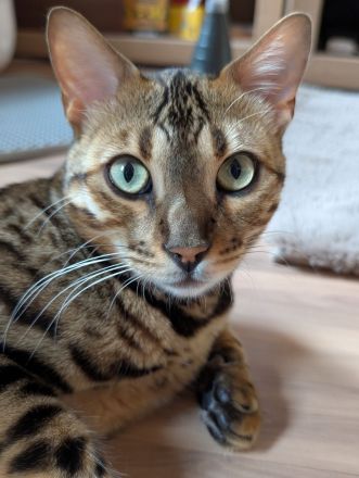 Bengal Kater