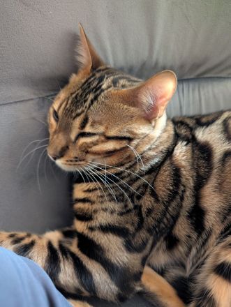 Bengal Kater