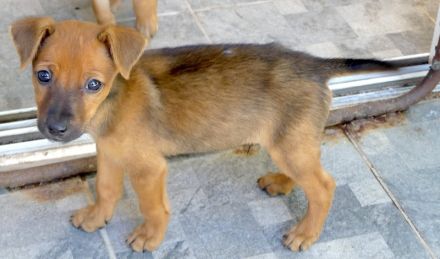 Tess 5 und Aero, Mischlinge