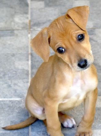 Tess 5 und Aero, Mischlinge