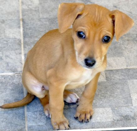 Tess 5 und Aero, Mischlinge