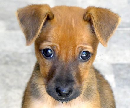 Tess 5 und Aero, Mischlinge