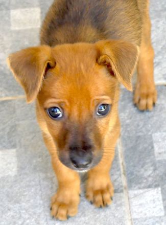 Tess 5 und Aero, Mischlinge