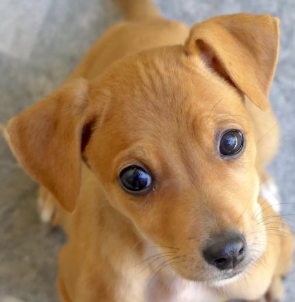 Tess 5 und Aero, Mischlinge