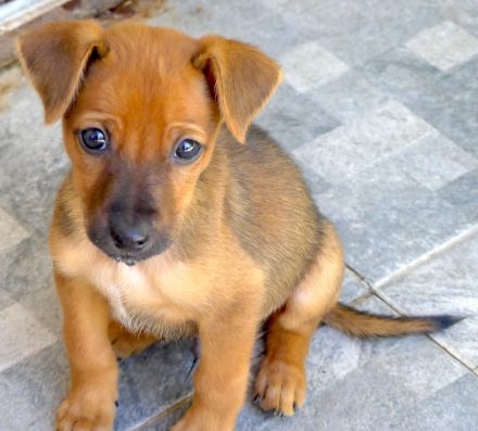 Tess 5 und Aero, Mischlinge