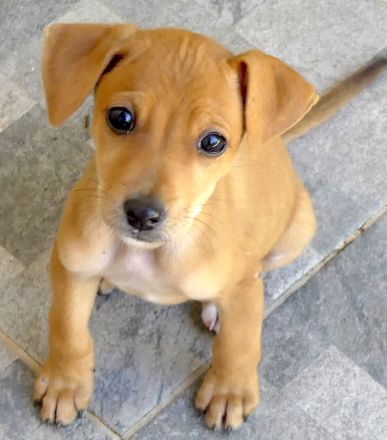 Tess 5 und Aero, Mischlinge