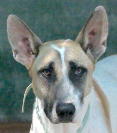 Solo 2, männlicher Schäferhund-Mix