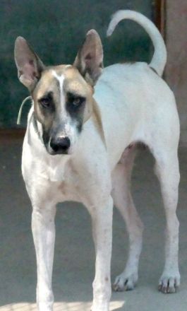 Solo 2, männlicher Schäferhund-Mix