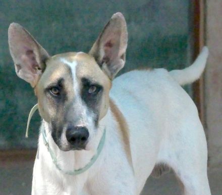 Solo 2, männlicher Schäferhund-Mix